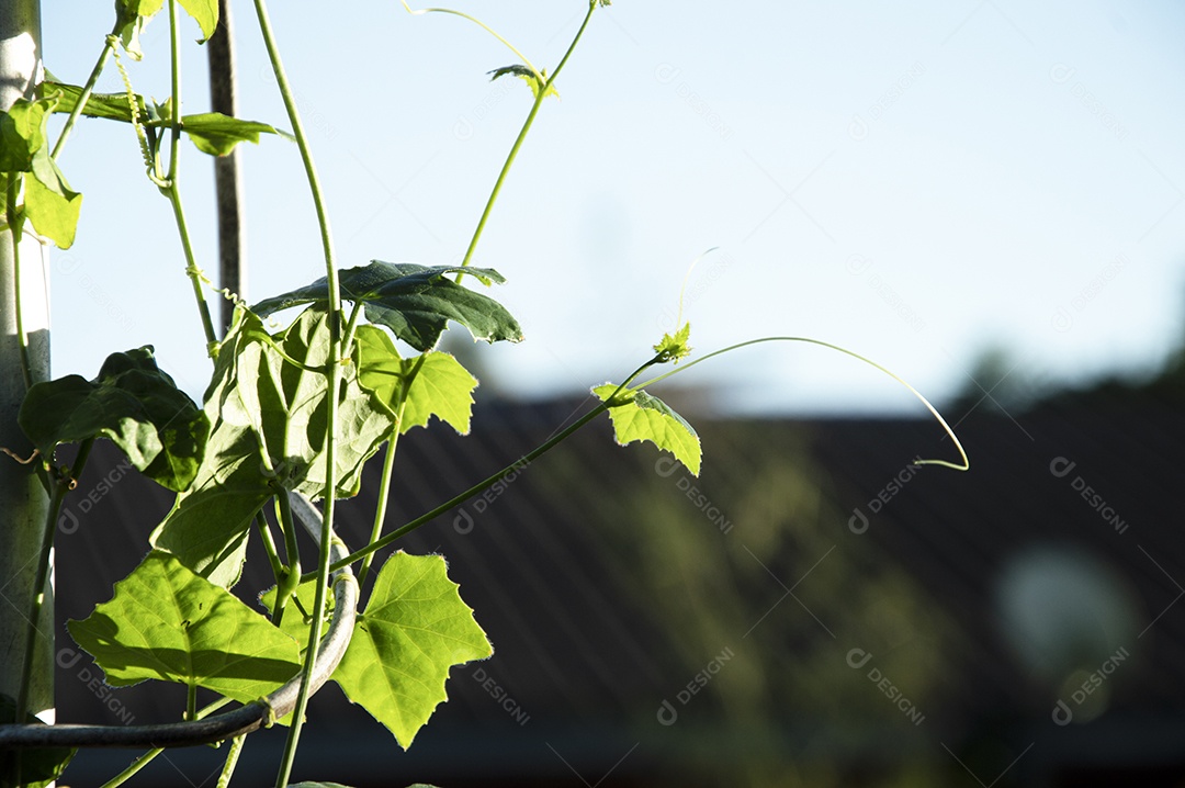 Plantas verdes sobre fundo de céu azul