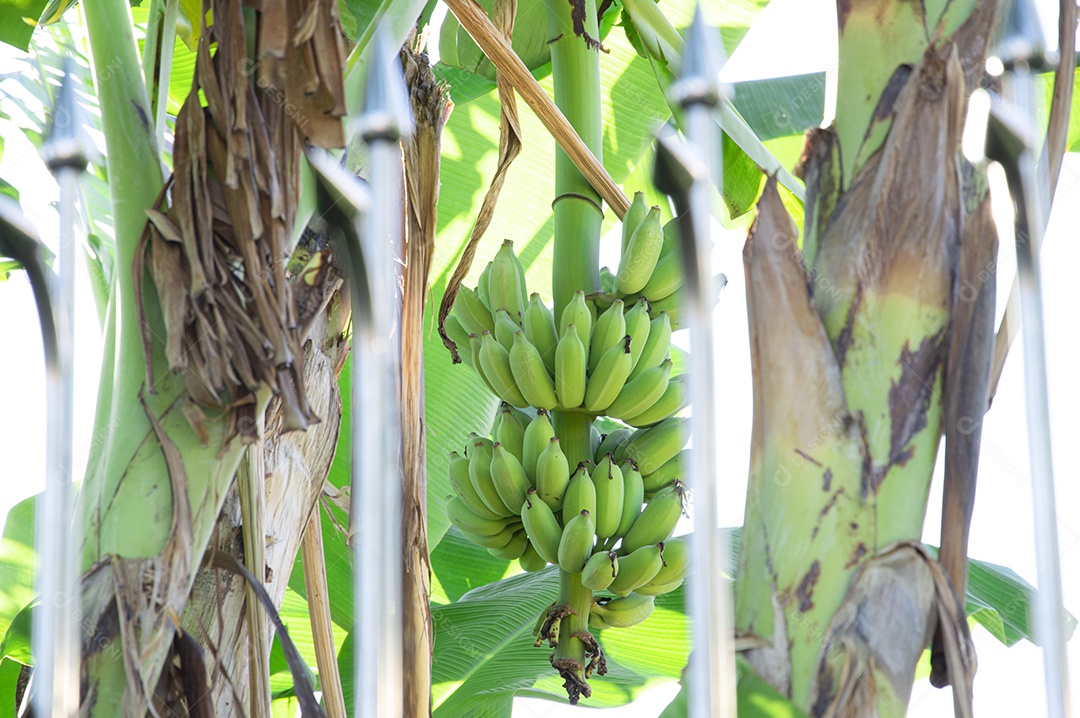 Cacho de banana verde