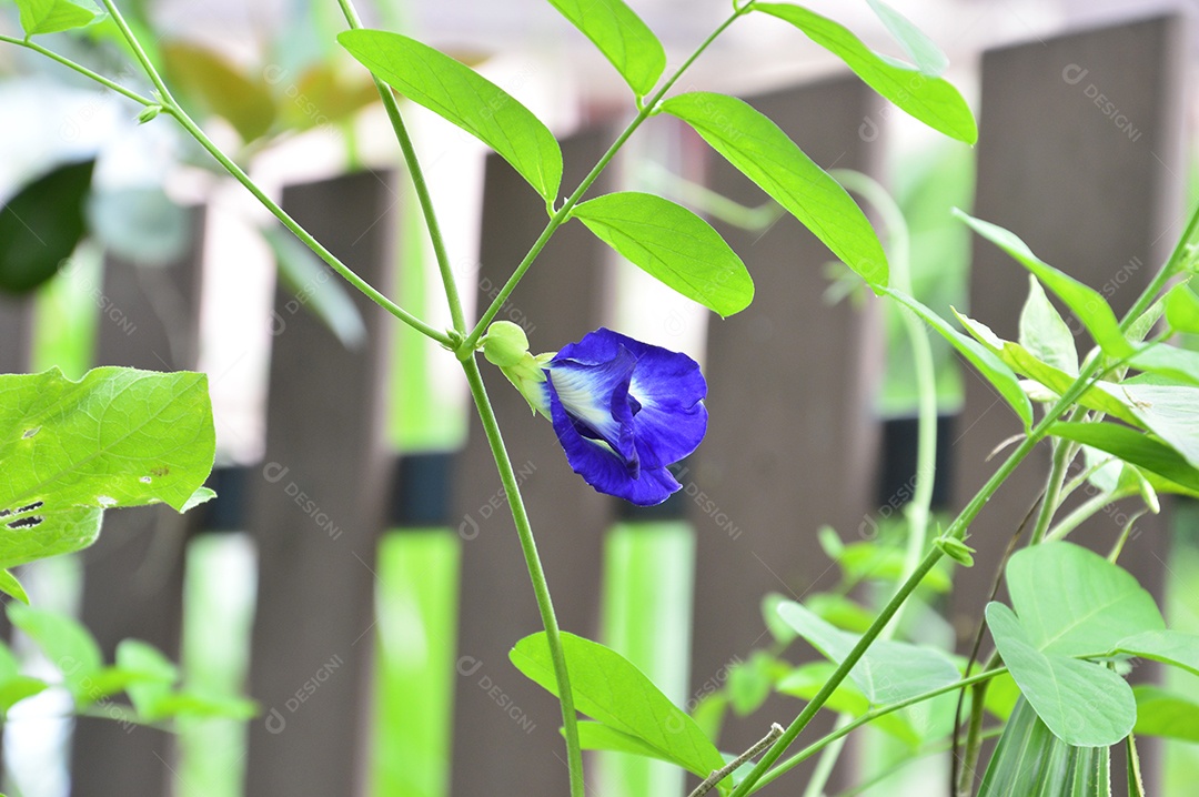 Linda flor roxa sobre jardim