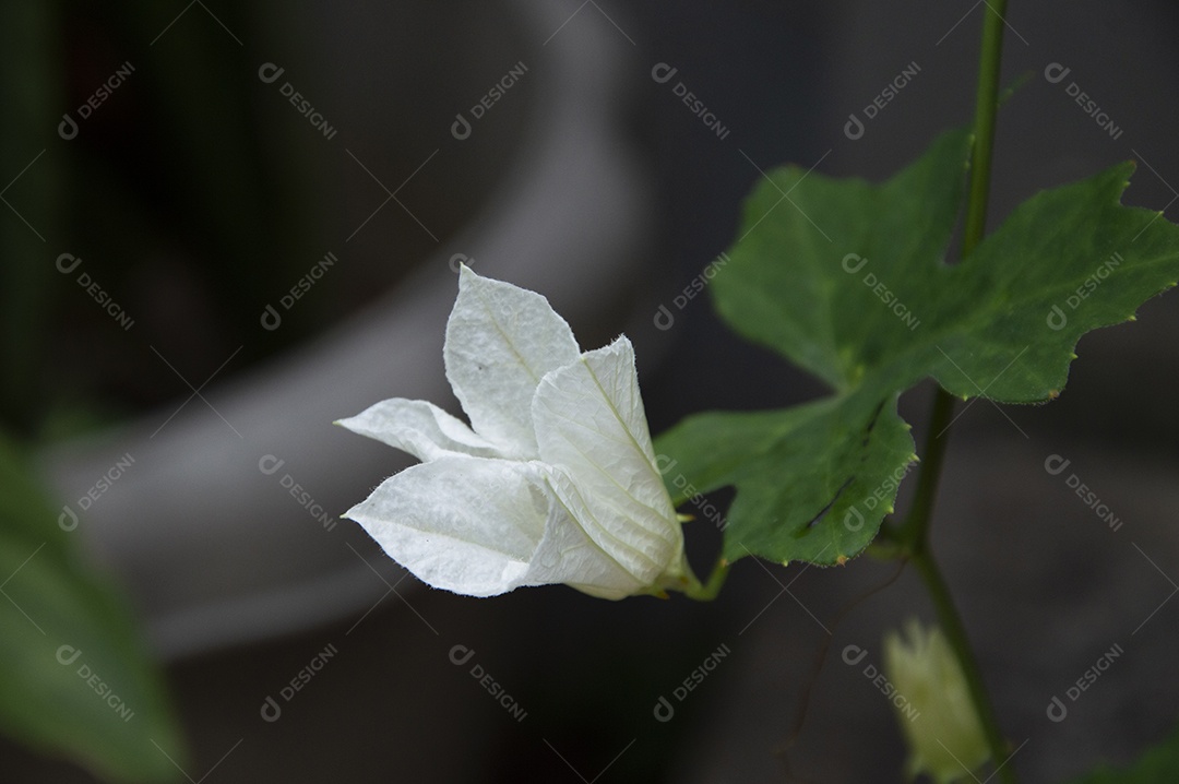 Linda flor branca sobre jardim