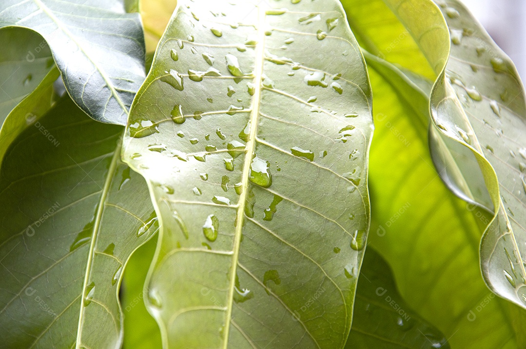 Planta de folha verde com gotas de água