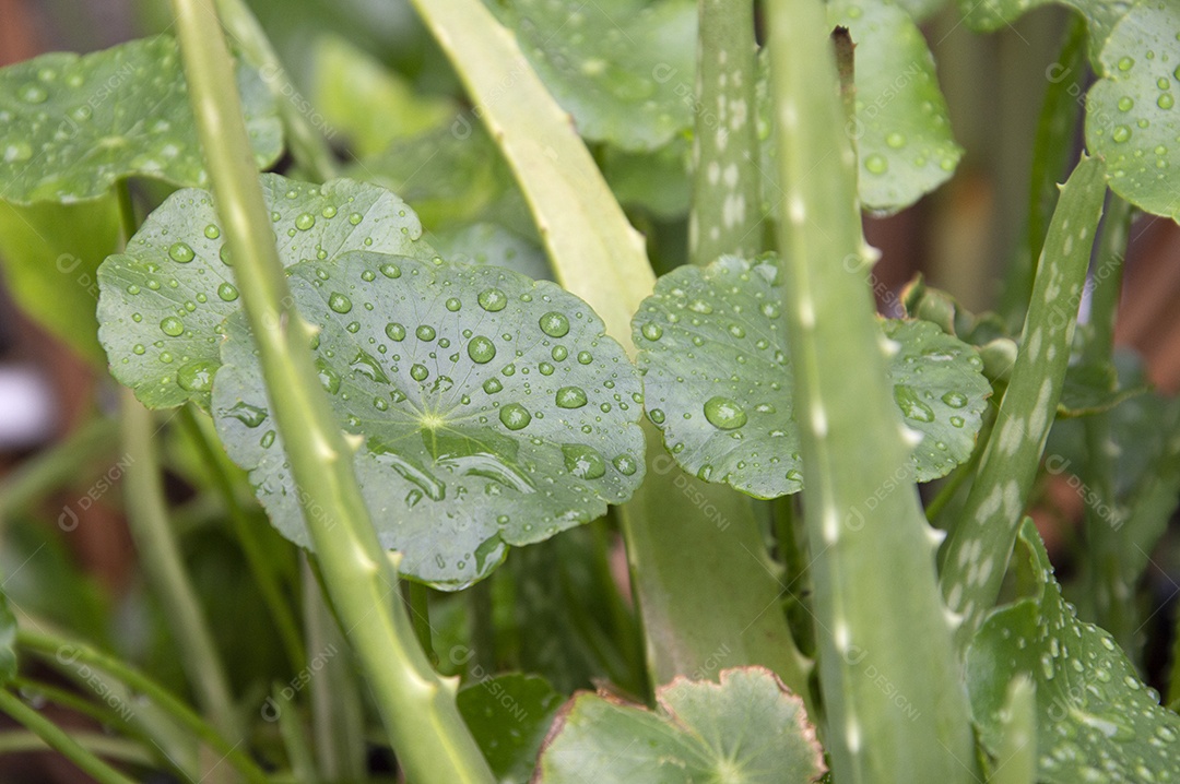 Plantas com folhas verdes e respingos de água