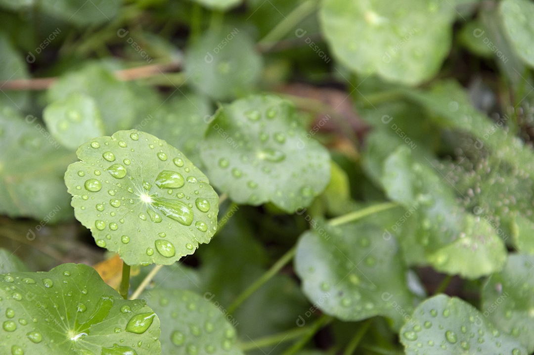 Plantas com folhas verdes e respingos de água