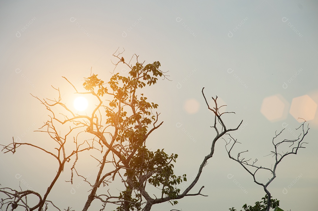árvore sobre céu em pôr do sol