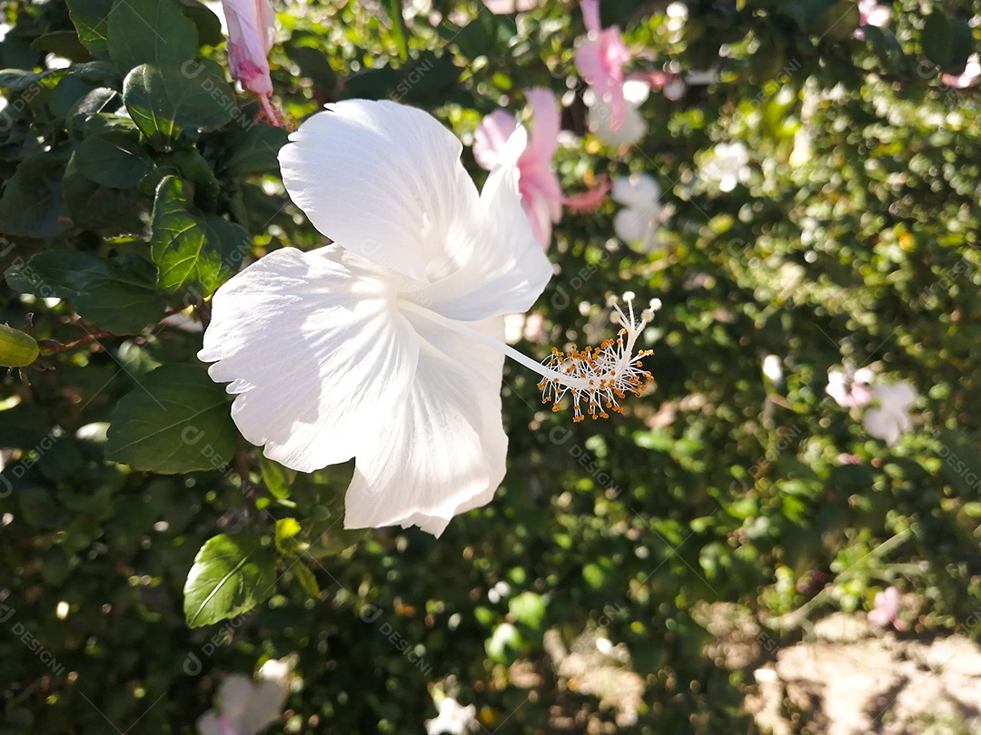 Flor de Hibiscus branca.