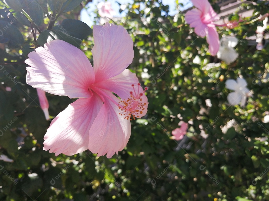 Linda flor em jardim