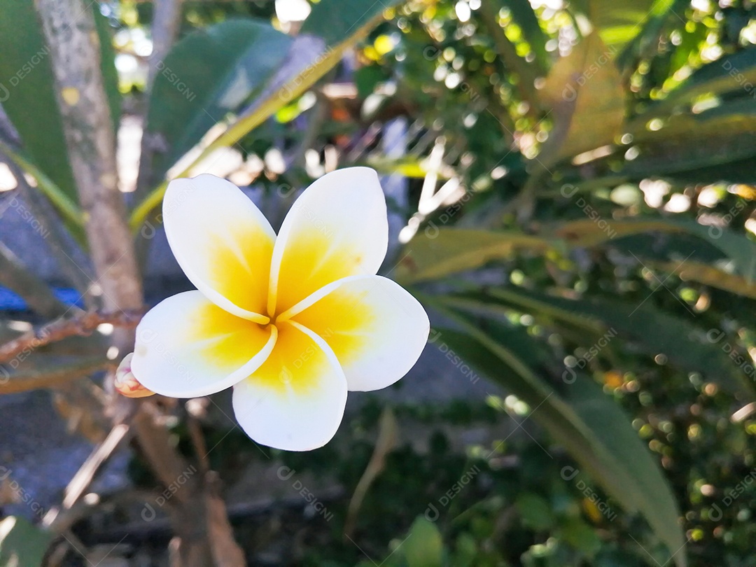 Linda flor em jardim