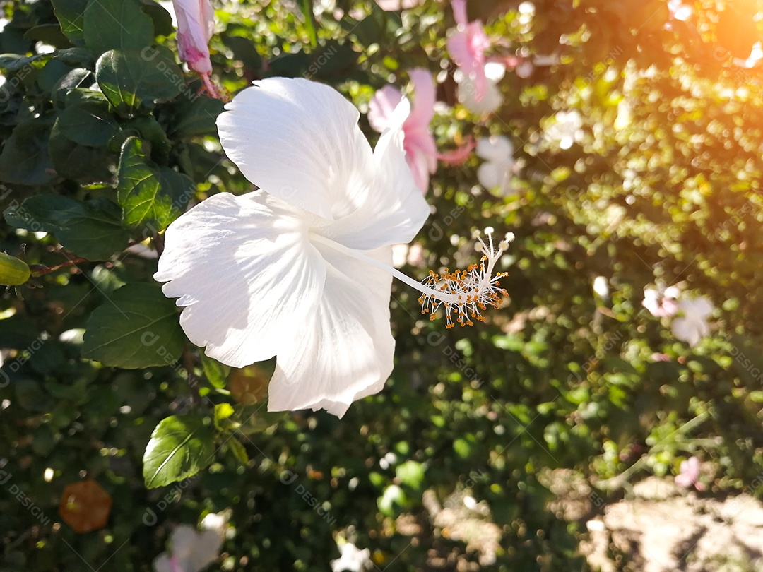 Linda flor em jardim
