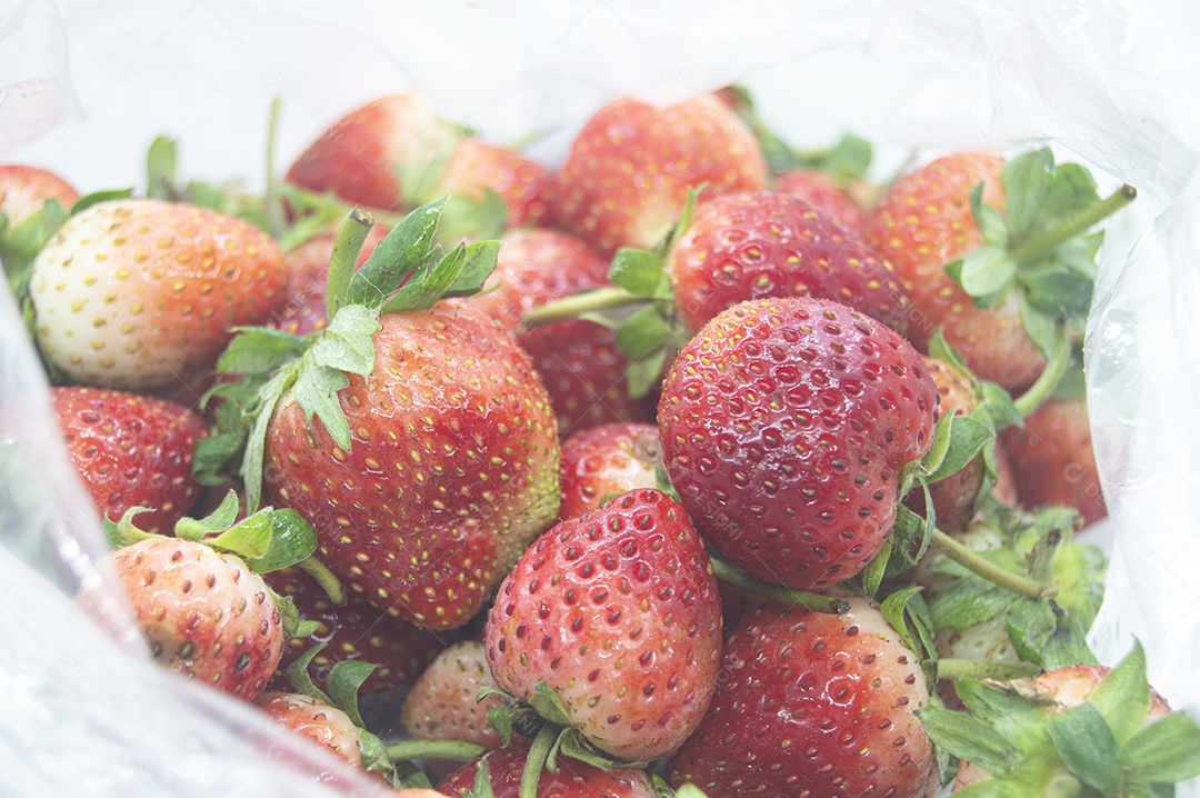 Lindos morangos sobre fundo isolado branco.