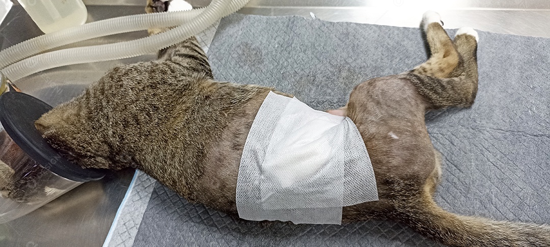Foto de um gato passando por uma ferida cirúrgica.