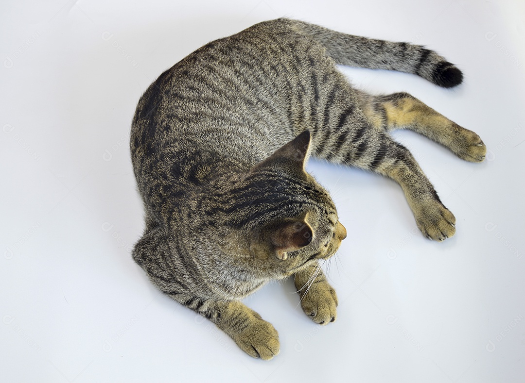 Gato agachado em um fundo branco