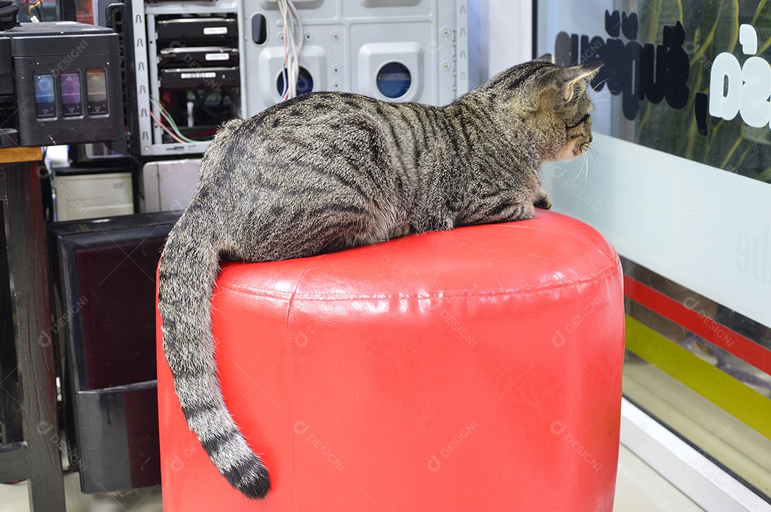 O gato de pêlo listrado estava agachado no assento vermelho.