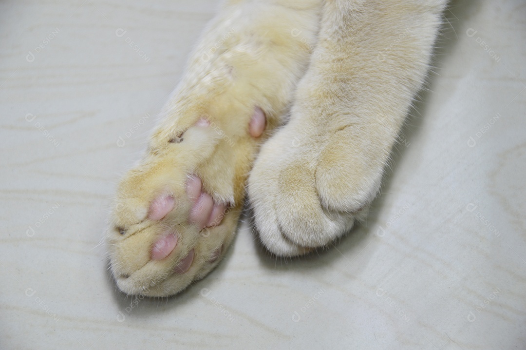 Foto aproximada da pata do gato.
