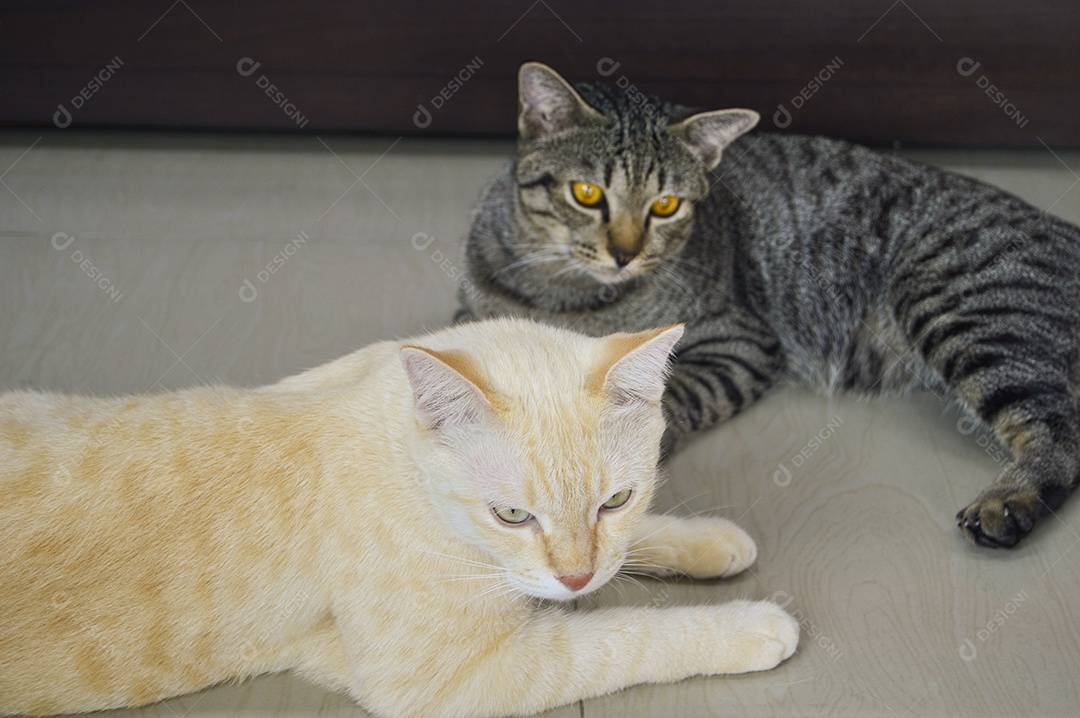 Gatos são animais de estimação que as pessoas são tão populares quanto os cães, os gatos ficam deitados.