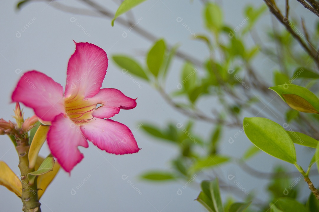 Plumeria com flores rosa e rosa
