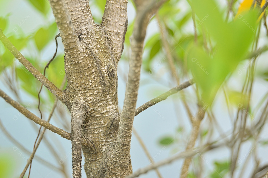 A superfície do tronco é marrom e áspera.