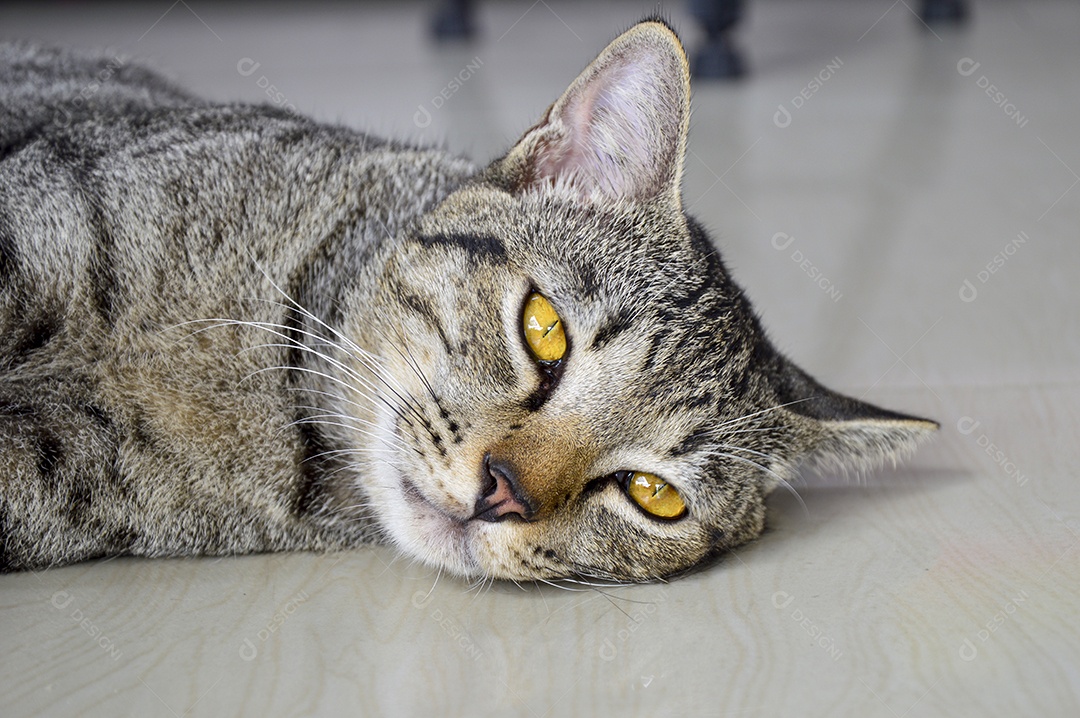 Gato tailandês com olhos amarelos deitado no chão