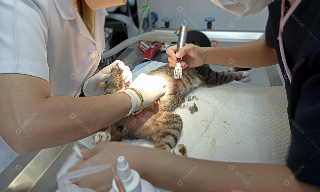 Um veterinário está fazendo uma cirurgia em um gato doente