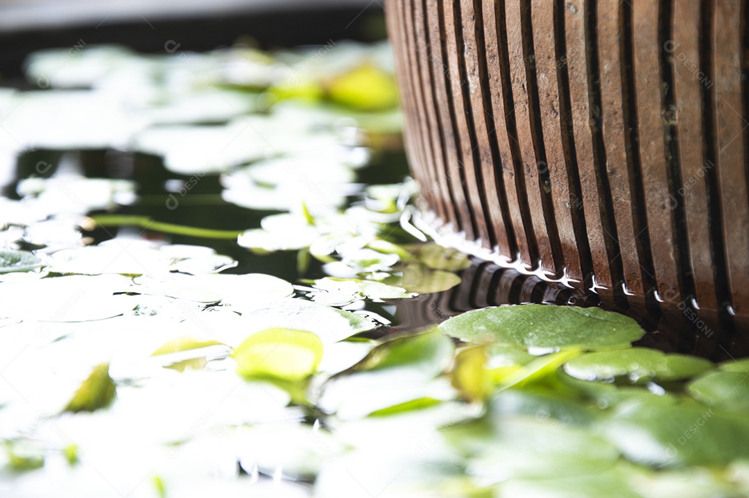 Imagem de um canto da bacia de lótus