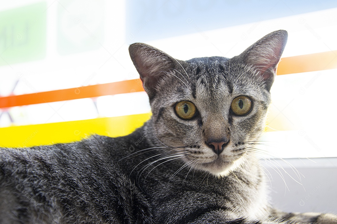 Gato listrado tailandês deitado