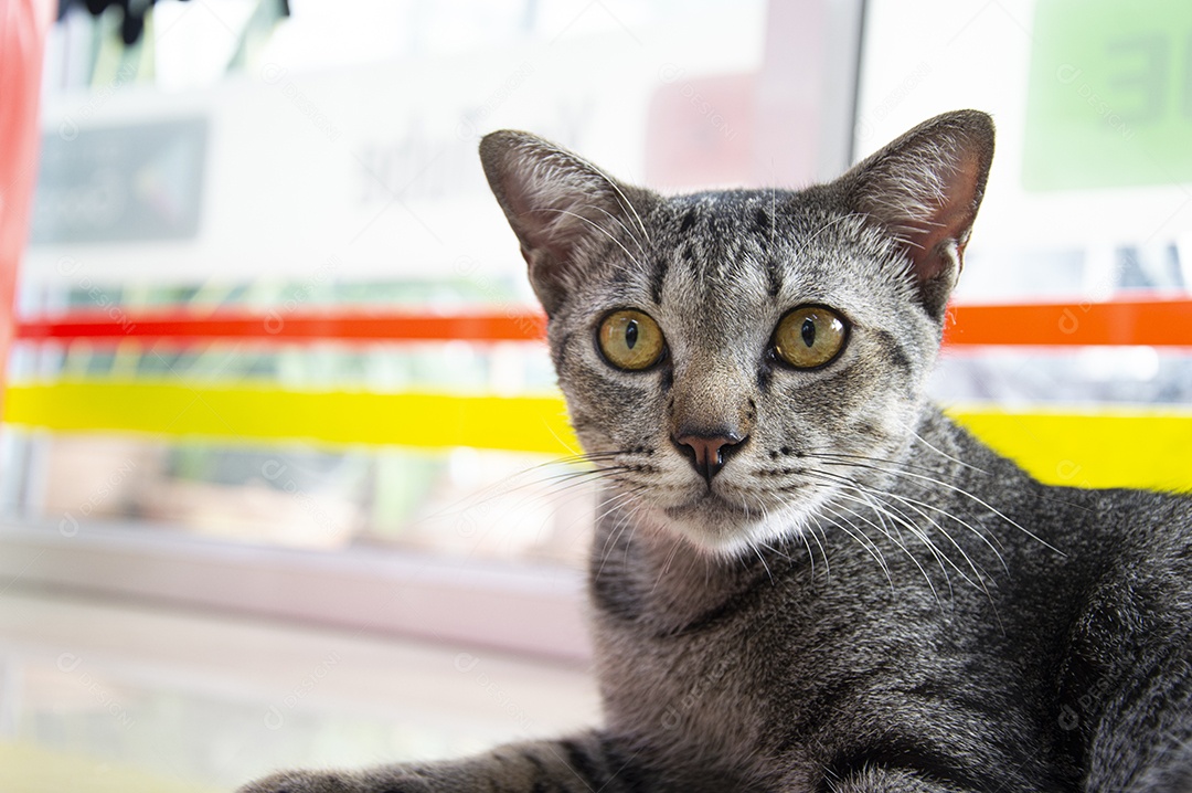 Gato listrado tailandês deitado