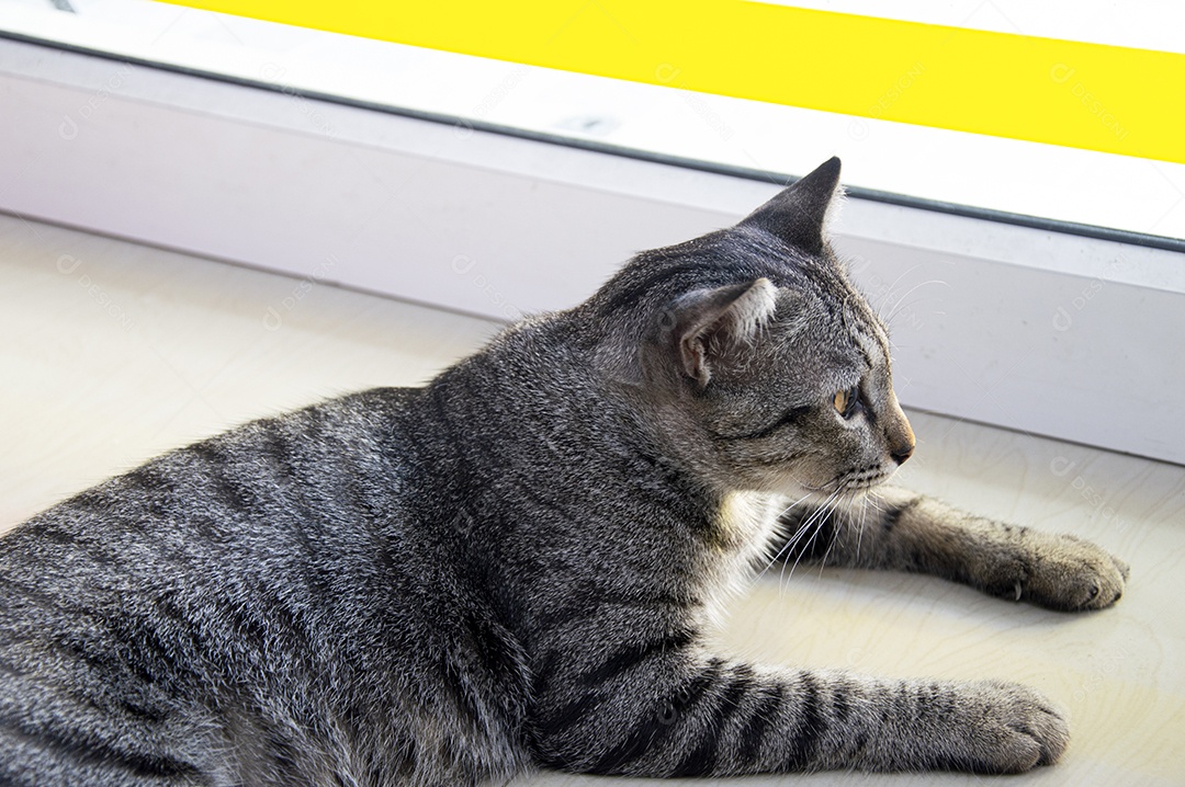 Gato listrado tailandês deitado