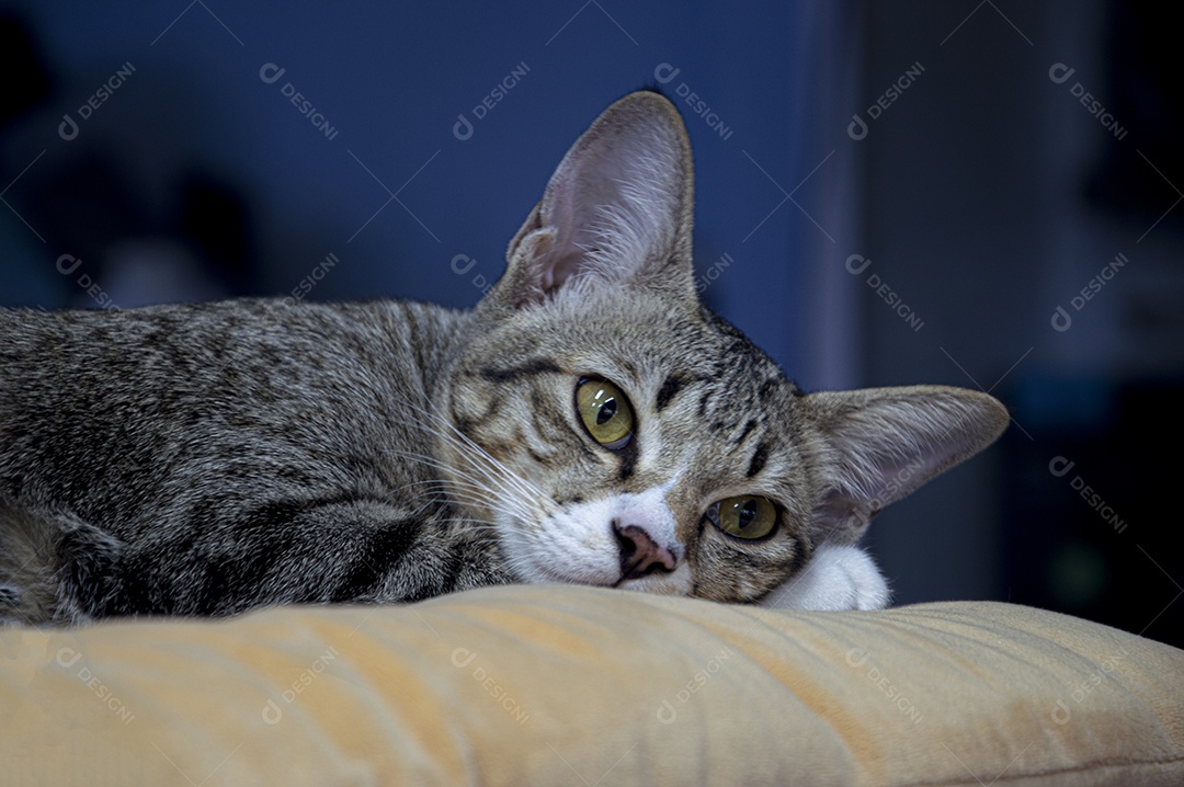 Gato dormindo em cima de uma almofada