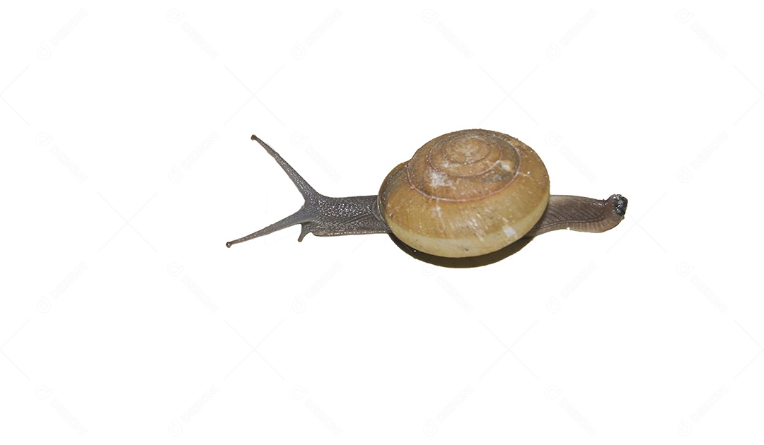 Caracóis classificados como pragas