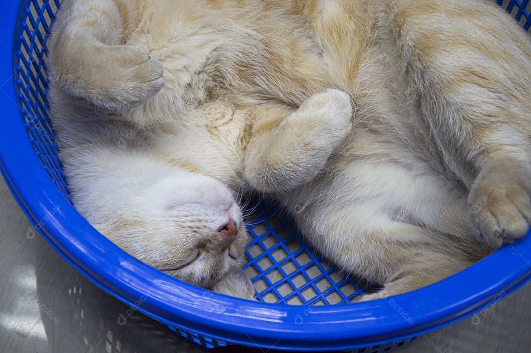 Gato listrado deitado em um cesto azul