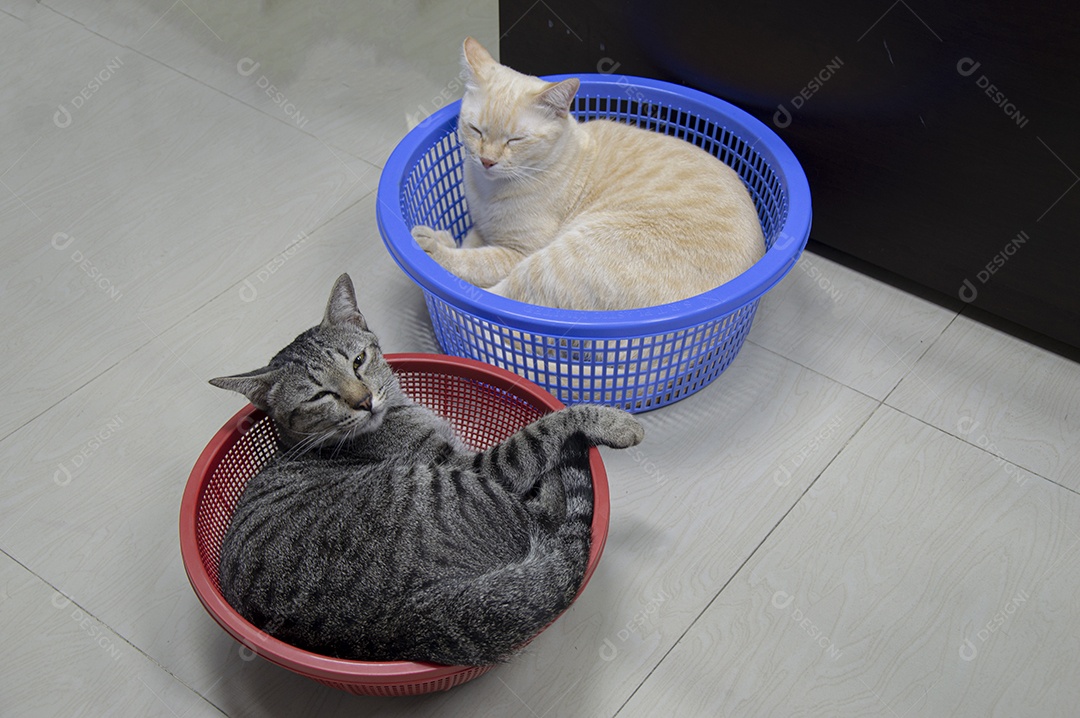 Vista superior dois gatos dormindo de costas em uma cesta