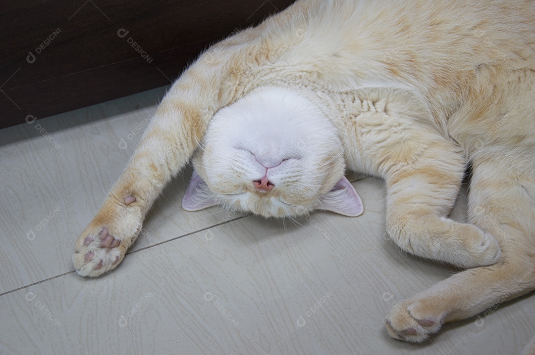 Gato listrado tailandês deitado