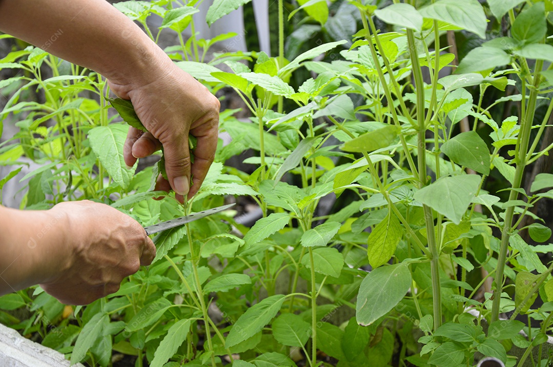 Agricultores colhendo produtos na horta