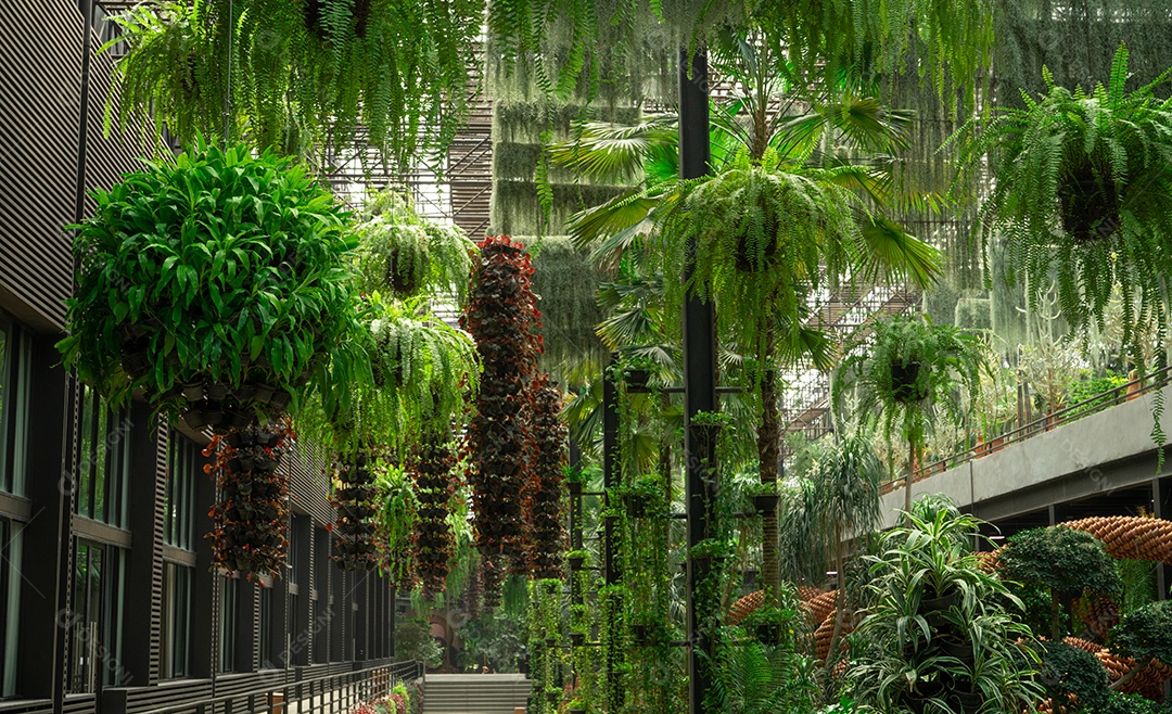 Planta ornamental verde em cestos suspensos. Plantas em vaso pendurado em decoração de jardim charmoso.