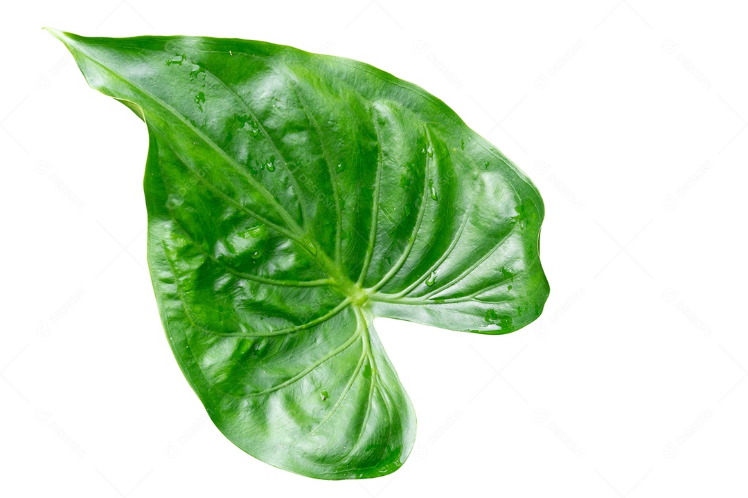 A única bela licença verde em forma de coração é isolada no fundo branco com traçado de recorte.