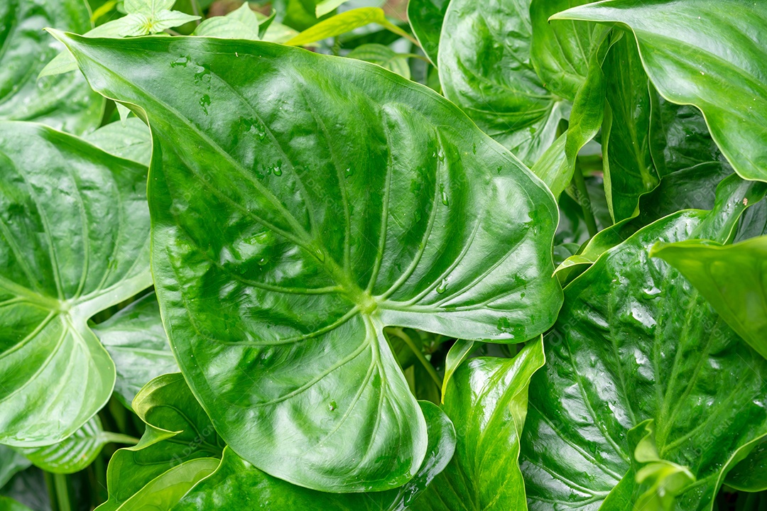 A única bela licença verde em forma de coração é isolada no fundo branco com traçado de recorte.