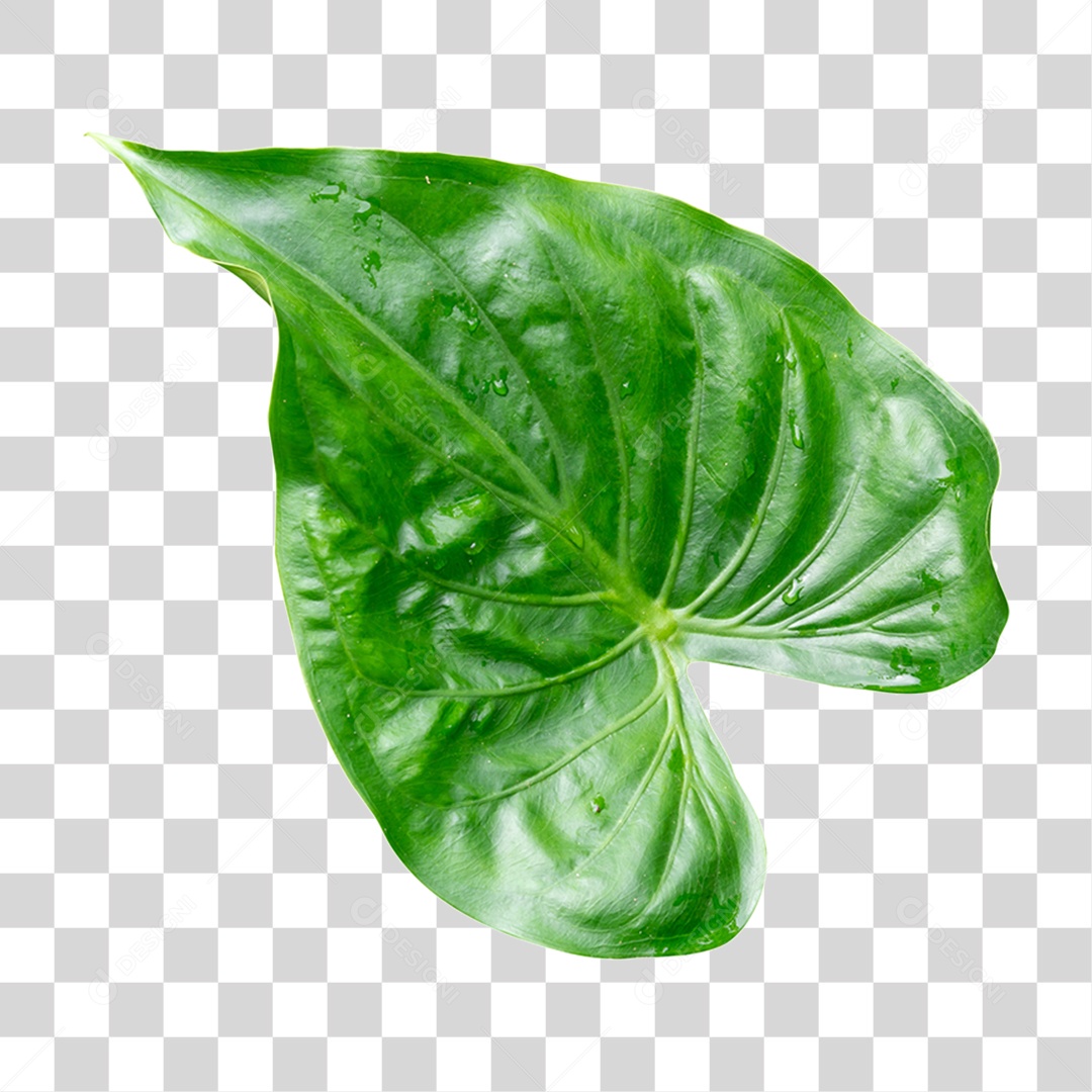 Folha Grande Verde PNG Transparente