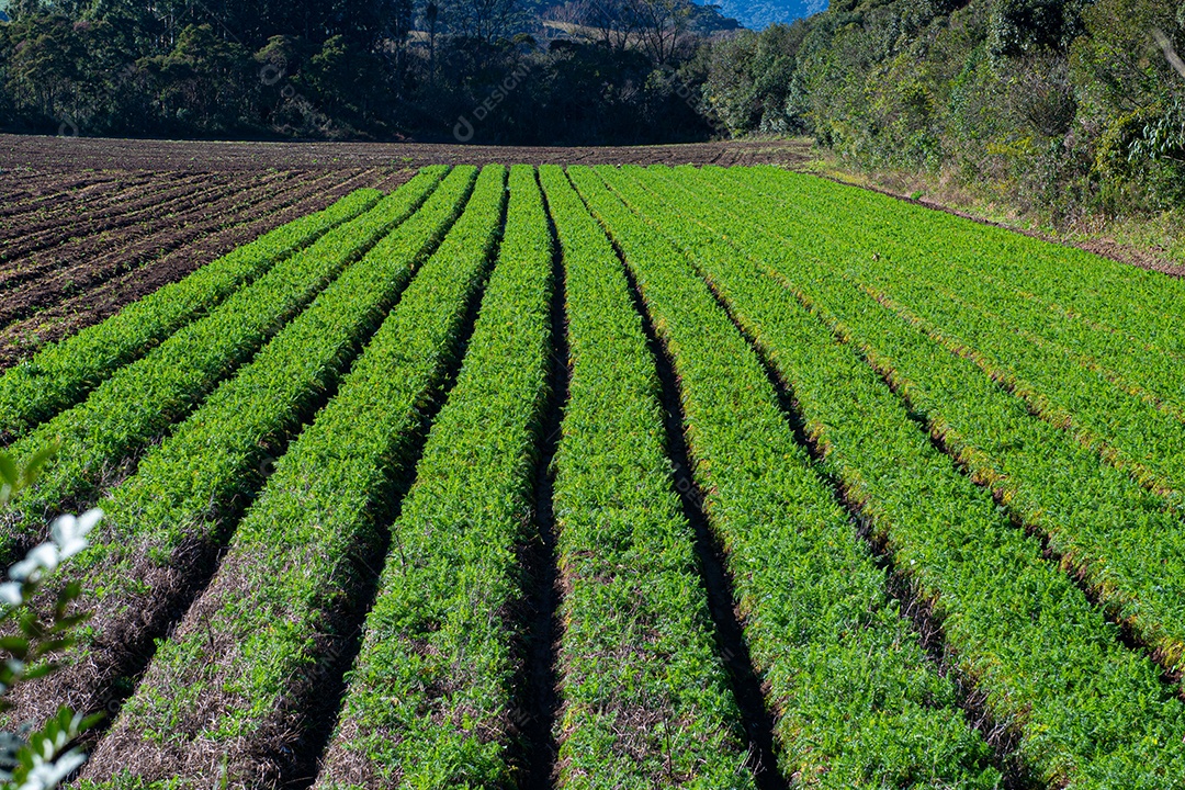 Vista do campo de agricultura