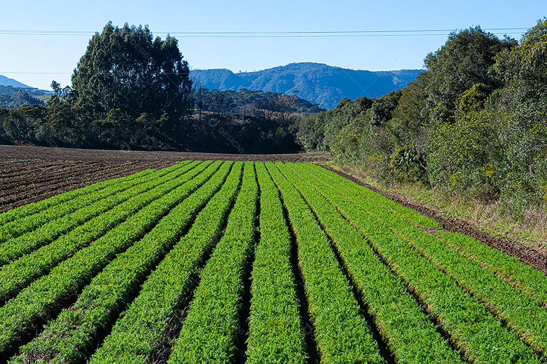 Vista do campo de agricultura