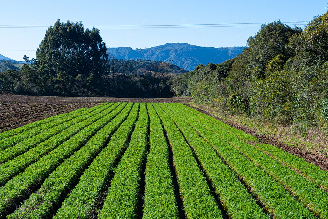 Vista do campo de agricultura