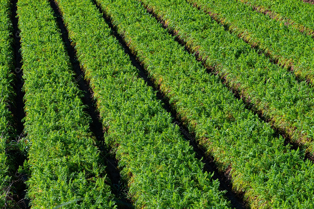 Vista do campo de agricultura