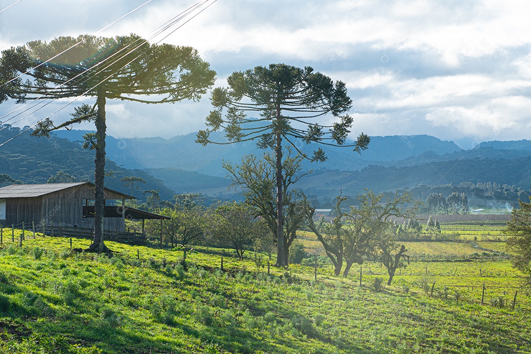 Vista do campo gramado verde e árvores