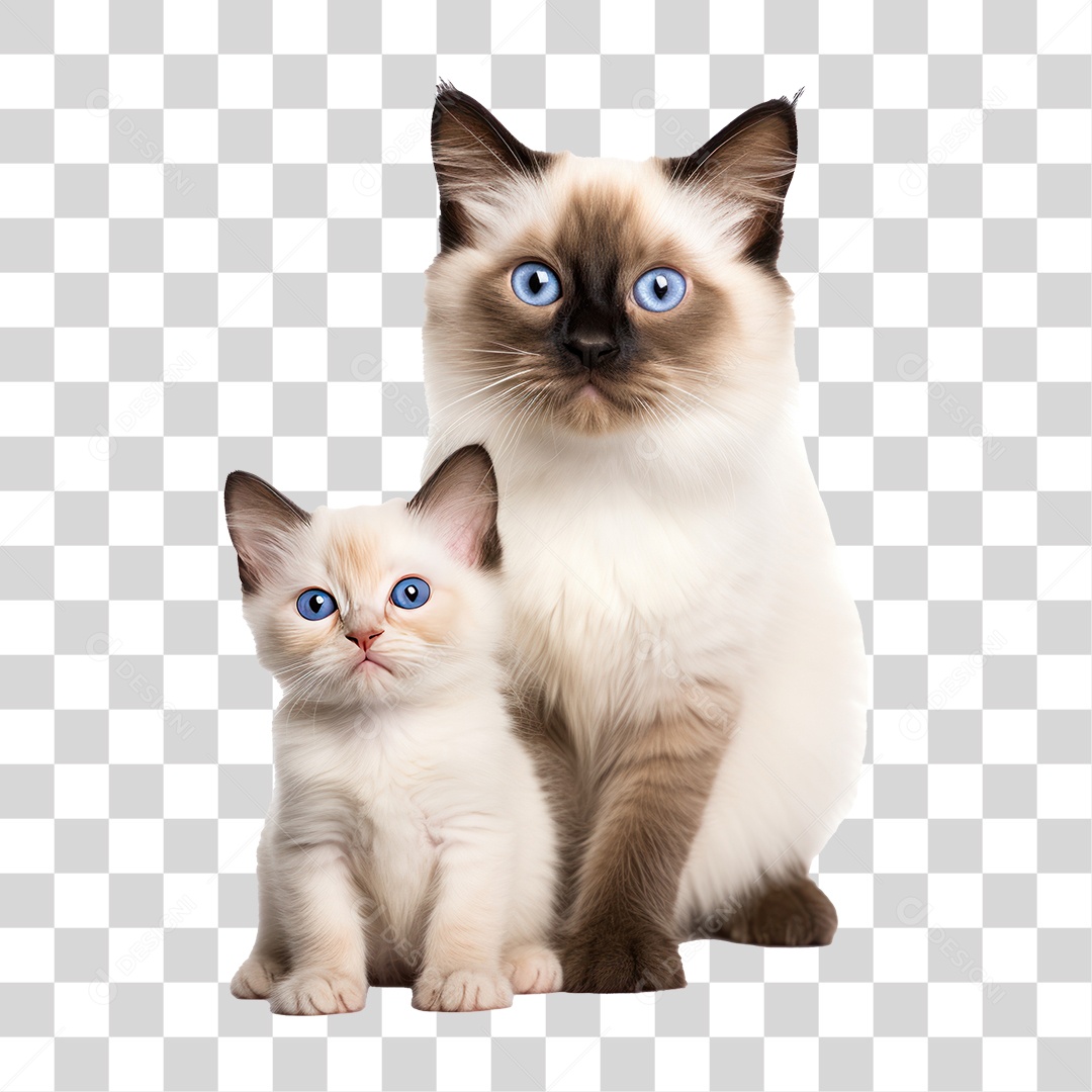 Gato e Filhote Sentados Olhando para Câmera Fundo PNG Transparente