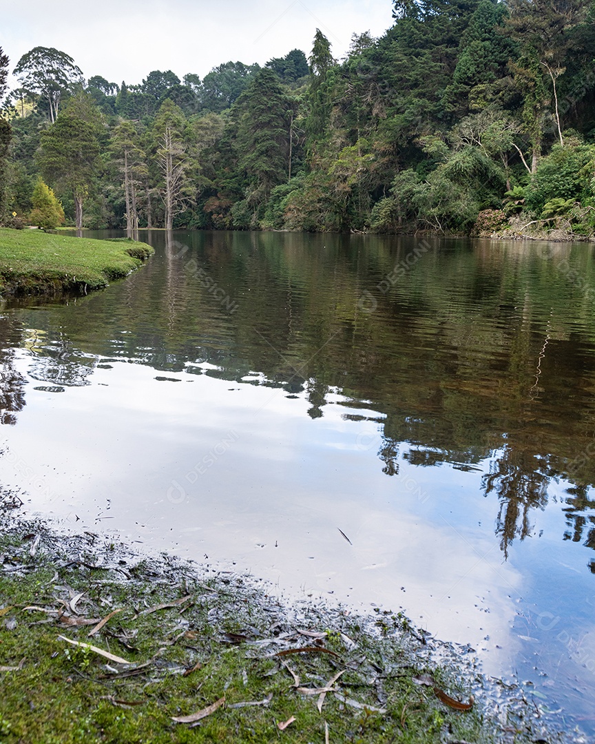 Árvores perto de um lago na floresta no Brasil