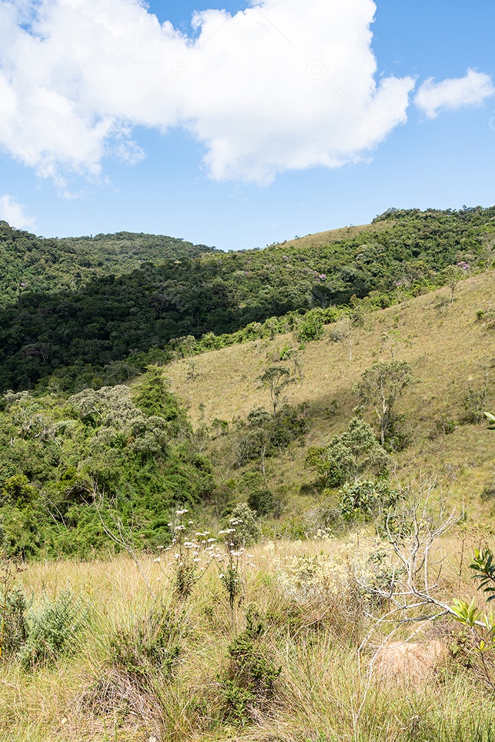 Campo em uma floresta tropical no sudeste do Brasil