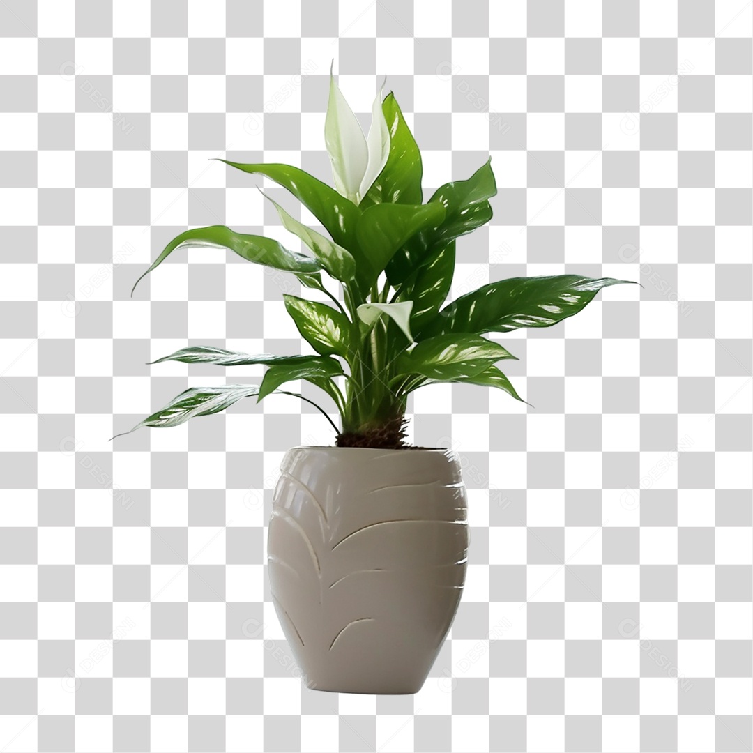 Vasos com Plantas PNG Transparente