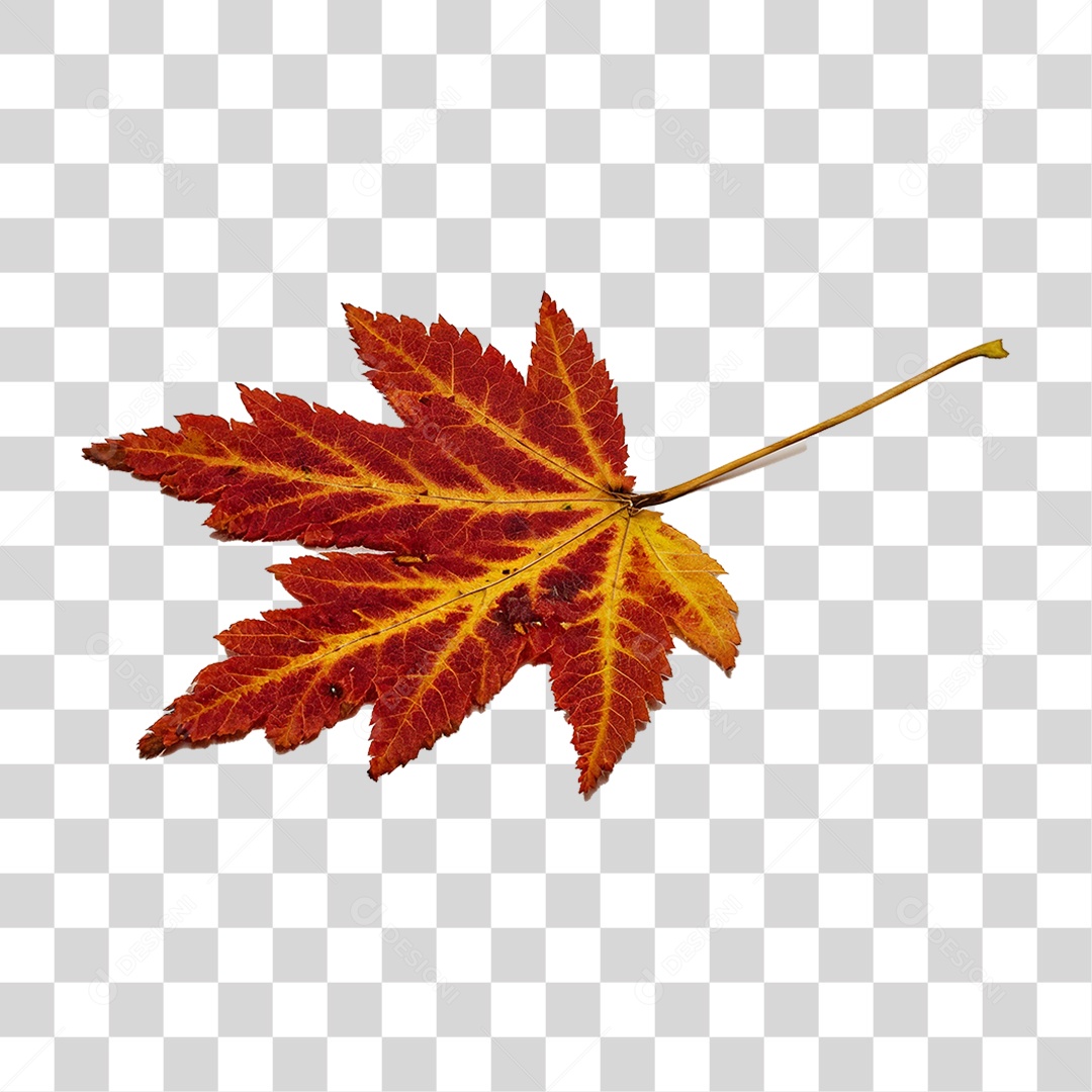 Folha Plátano Vermelha PNG Transparente