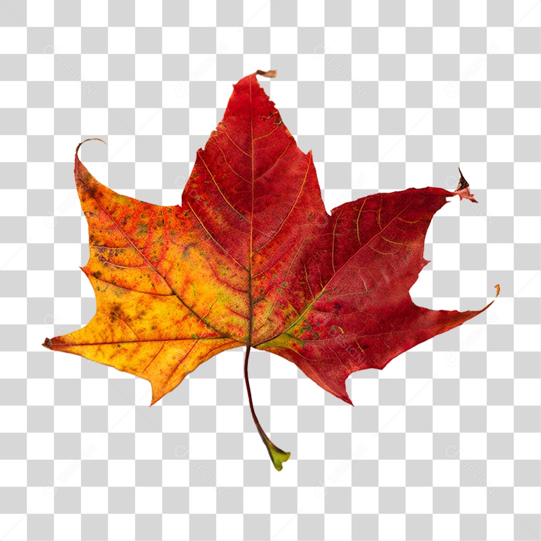 Folha Plátano Vermelha PNG Transparente