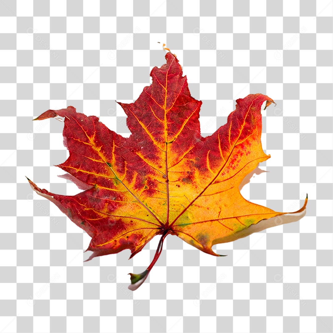 Folha Plátano Vermelha PNG Transparente