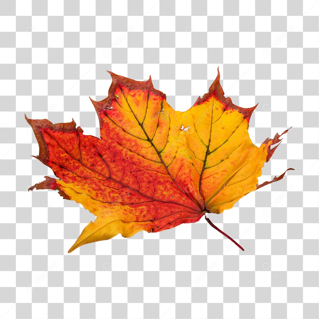 Folha Plátano Vermelha PNG Transparente