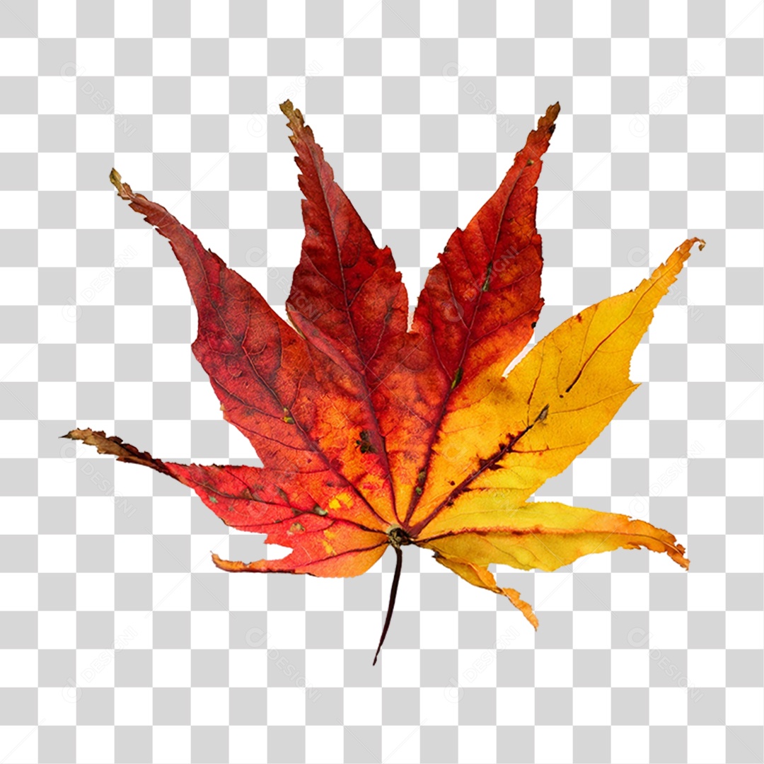 Folha Plátano Vermelha PNG Transparente